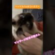 朝起こしに来る猫さん #ragdolls #cats #cutecat #shorts #ラグドール #猫のいる暮らし #猫動画 #ショート