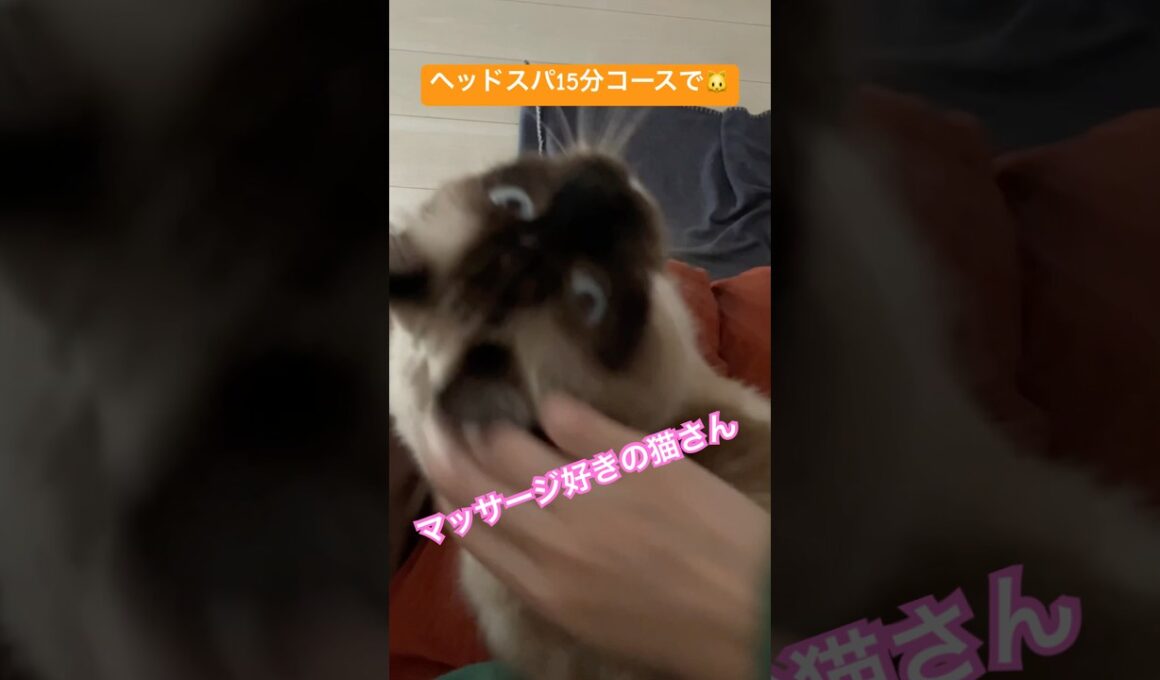 朝起こしに来る猫さん #ragdolls #cats #cutecat #shorts #ラグドール #猫のいる暮らし #猫動画 #ショート