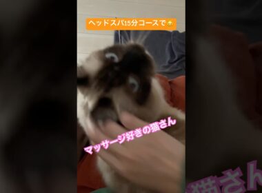 朝起こしに来る猫さん #ragdolls #cats #cutecat #shorts #ラグドール #猫のいる暮らし #猫動画 #ショート