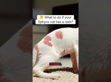 Is Your Sphynx Cat Covered In A Rash? Here’s What To Do!       #sphynxcare