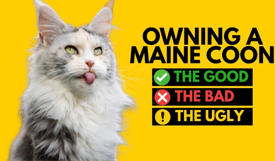 メインクーンを飼うこと：良い点、悪い点、醜い点