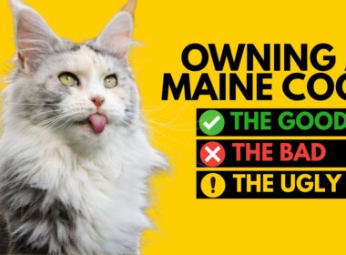 メインクーンを飼うこと：良い点、悪い点、醜い点