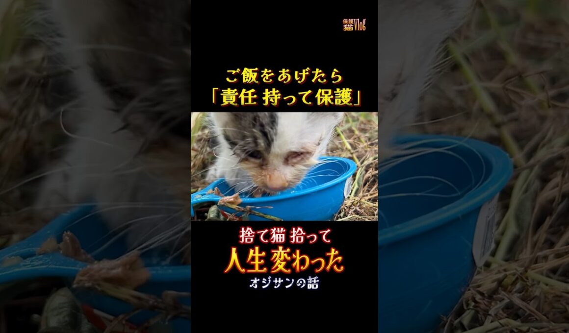 捨て猫にご飯をあげるならお世話する覚悟が必要#猫#子猫#捨て猫#保護#ペット
