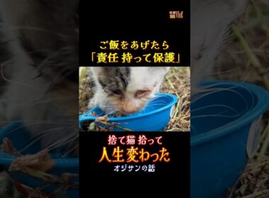 捨て猫にご飯をあげるならお世話する覚悟が必要#猫#子猫#捨て猫#保護#ペット