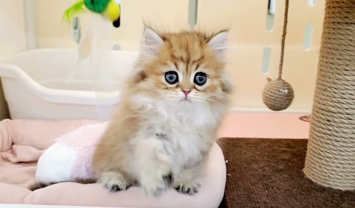 ペルシャ　子猫　ふわふわ