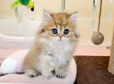 ペルシャ　子猫　ふわふわ