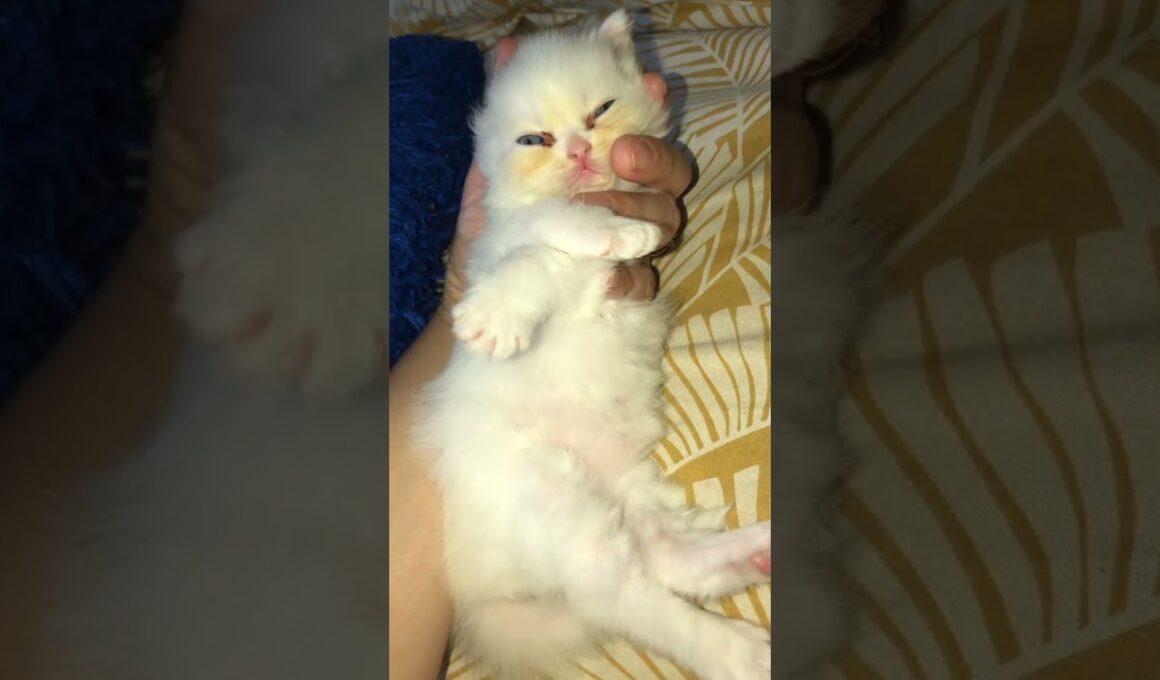 cute kitty so so cute♥️🥰♥️#cat #cute #kitten #cutecat #子ネコ #赤ちゃん #kucinganggoralucudanimut #new