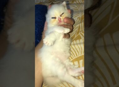 cute kitty so so cute♥️🥰♥️#cat #cute #kitten #cutecat #子ネコ #赤ちゃん #kucinganggoralucudanimut #new