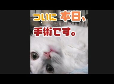 手術当日マンチカンロングヘアハル