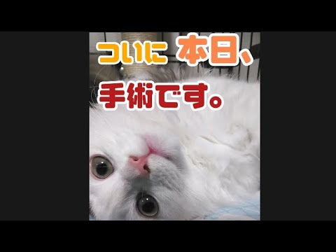 手術当日マンチカンロングヘアハル