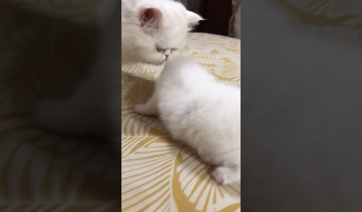 cute cutest kitty♥️🥰#cat #cute #kitten #cutecat #kucinganggoralucudanimut #赤ちゃん #子ネコ #youtuber