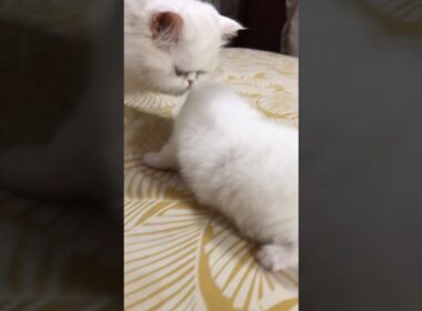 cute cutest kitty♥️🥰#cat #cute #kitten #cutecat #kucinganggoralucudanimut #赤ちゃん #子ネコ #youtuber