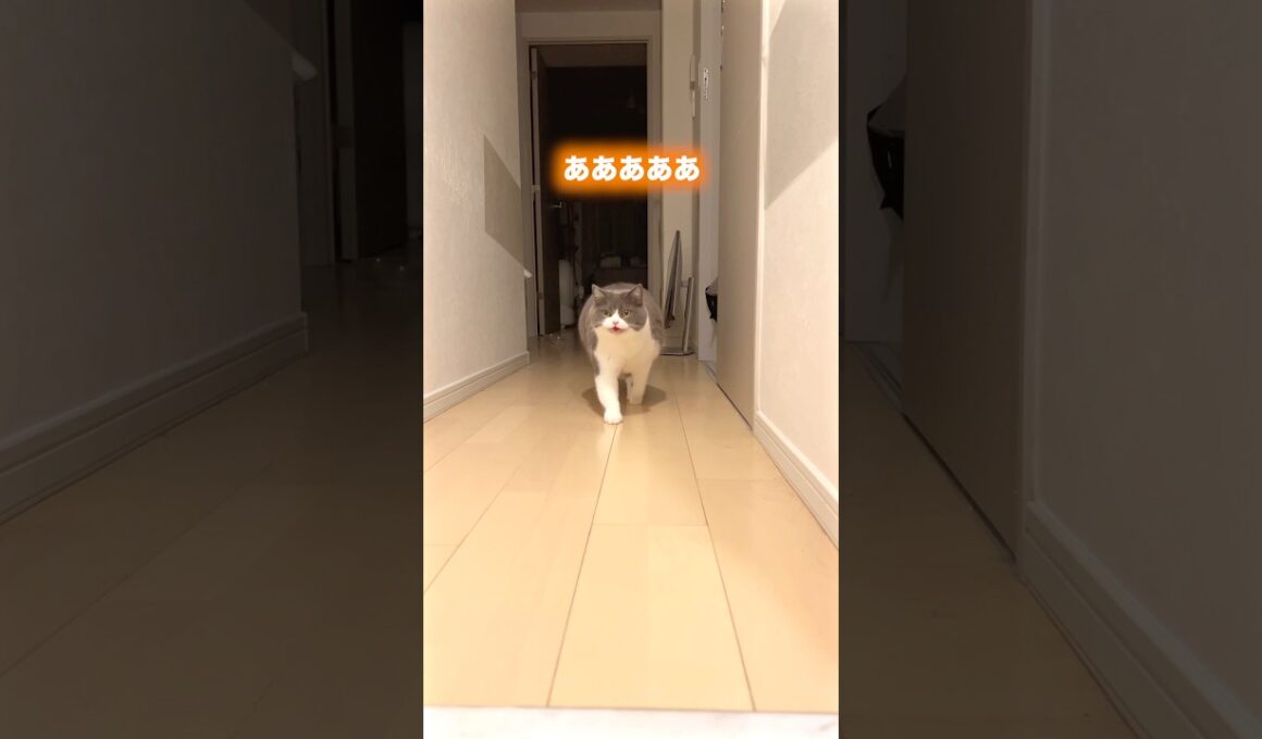 かわいいベイビーやな！#猫のいる暮らし #猫のいる生活 #お出迎え猫 #ブリティッシュショートヘア #元気になる動画