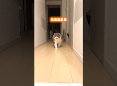 かわいいベイビーやな！#猫のいる暮らし #猫のいる生活 #お出迎え猫 #ブリティッシュショートヘア #元気になる動画