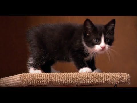 サイベリアンとサバンナの子猫たちが驚きに満ちた家で育つ | Too Cute S1B E5 | アニマルプラネット