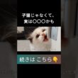 #shorts #ラグドール #子猫 #甘えん坊猫 #ぬいぐるみ猫 #もふもふ #ragdollcat