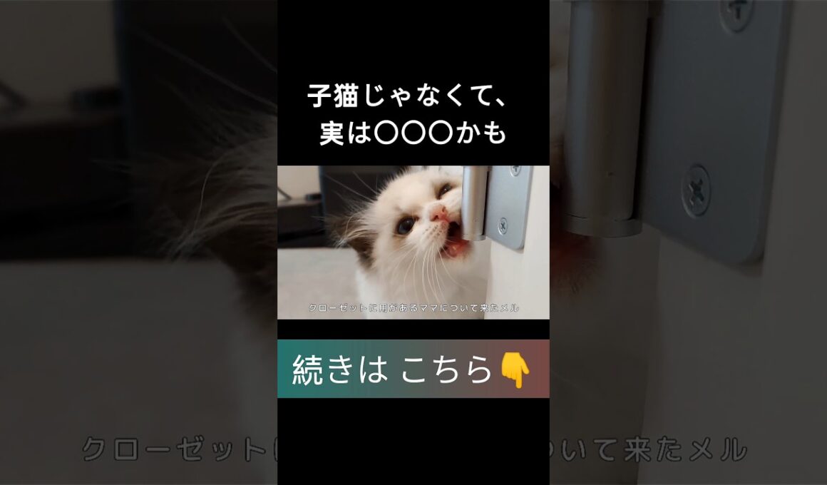 #shorts #ラグドール #子猫 #甘えん坊猫 #ぬいぐるみ猫 #もふもふ #ragdollcat