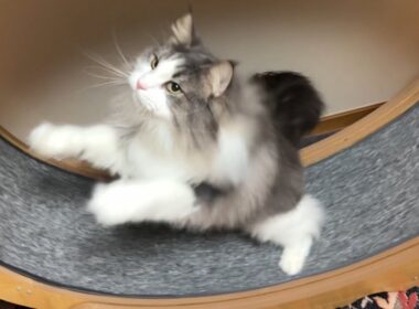 【爆走⁉︎】昔を思い出して、キャットホイールで遊ぶもふ猫たち✨ノルウェージャンフォレストキャットとターキッシュアンゴラ