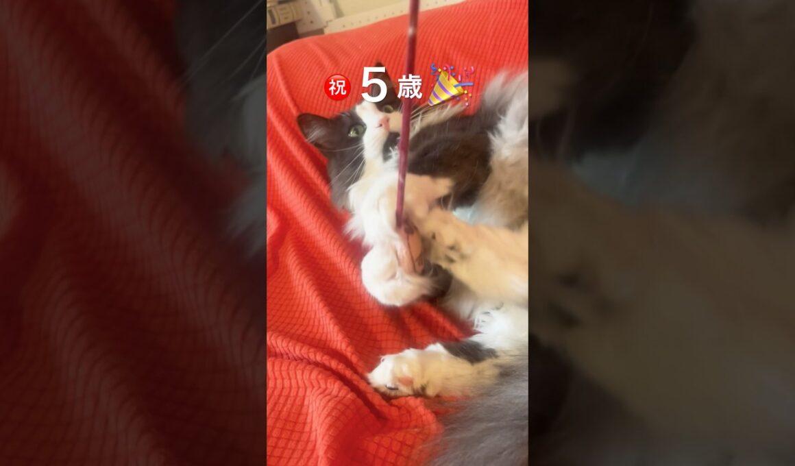 わたし今日で五歳#ノルウェージャンフォレストキャット #猫のいる暮らし #誕生日おめでとう#めでたい
