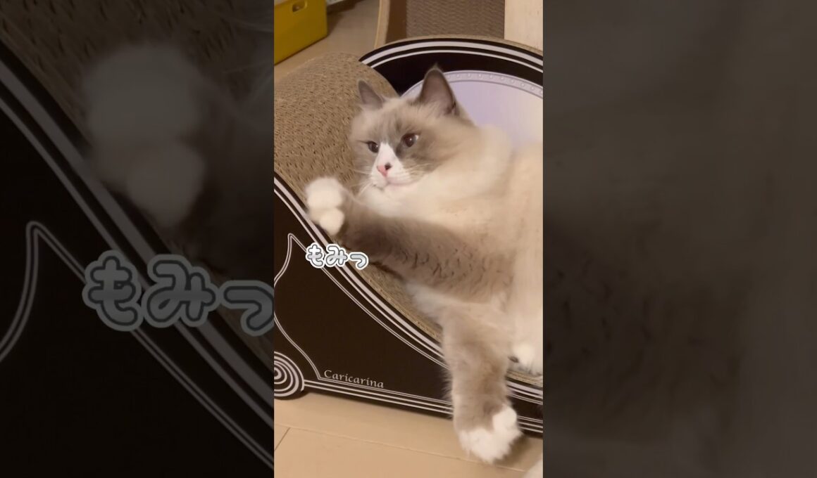 まな猫たちに新しい爪研ぎを #shorts #ノルウェージャンフォレストキャット #アビシニアン #サイベリアン #cat #猫