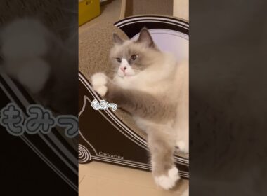 まな猫たちに新しい爪研ぎを #shorts #ノルウェージャンフォレストキャット #アビシニアン #サイベリアン #cat #猫