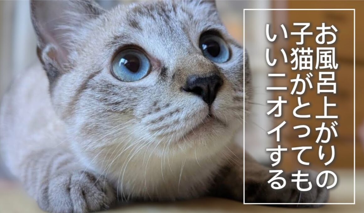 【保護猫】子猫がお風呂から上がったら、みんながニオイを嗅ぎに来た！