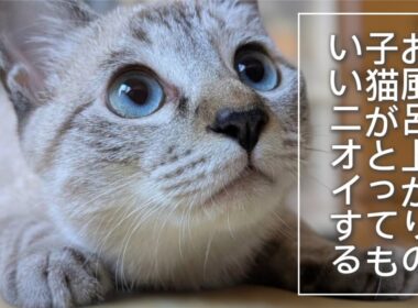 【保護猫】子猫がお風呂から上がったら、みんながニオイを嗅ぎに来た！