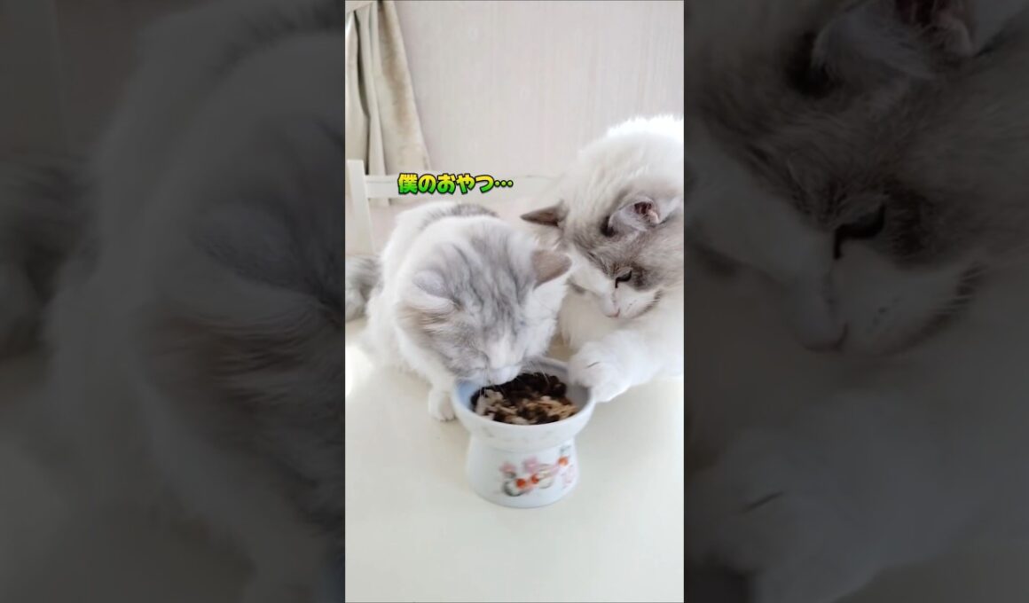 師匠の教え#ラグドール#ミヌエット#猫動画#猫#ネコ#かわいい猫#ショート#ショート動画#ragdoll#minuet#shorts#kitten