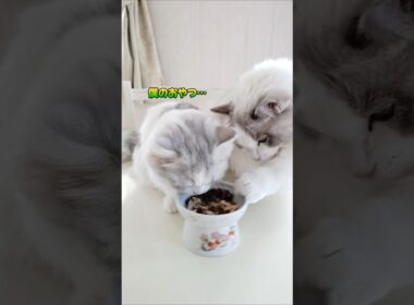 師匠の教え#ラグドール#ミヌエット#猫動画#猫#ネコ#かわいい猫#ショート#ショート動画#ragdoll#minuet#shorts#kitten