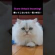 Can’t Ignore This! Hime the Persian’s Stare Attack #PersianCat #Cat #CuteCat #StareAttack #CatShorts