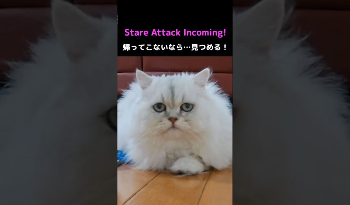 Can’t Ignore This! Hime the Persian’s Stare Attack #PersianCat #Cat #CuteCat #StareAttack #CatShorts
