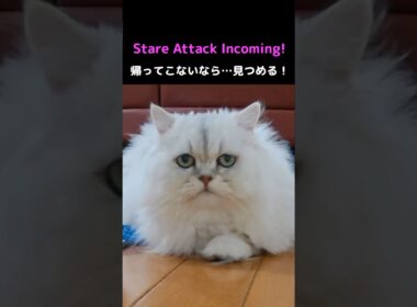 Can’t Ignore This! Hime the Persian’s Stare Attack #PersianCat #Cat #CuteCat #StareAttack #CatShorts