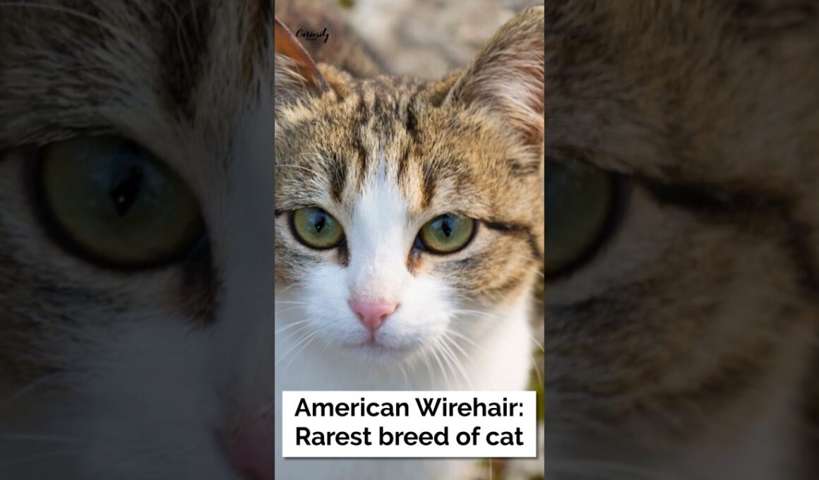 American Wirehair: Rarest breed of cat