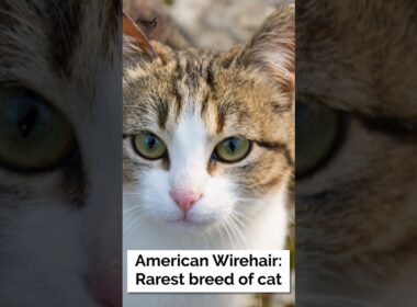 American Wirehair: Rarest breed of cat