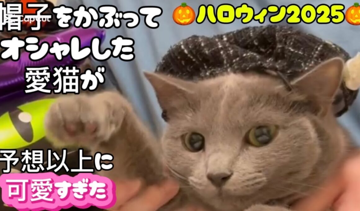 愛猫と過ごすハロウィンが最高❤️ #猫 #ロシアンブルー #ハロウィン