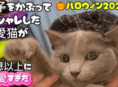愛猫と過ごすハロウィンが最高❤️ #猫 #ロシアンブルー #ハロウィン