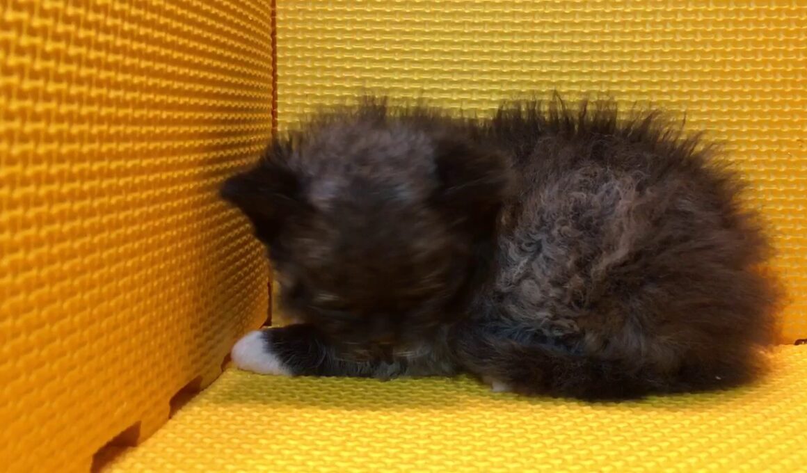 さくら工房のセルカークレックス