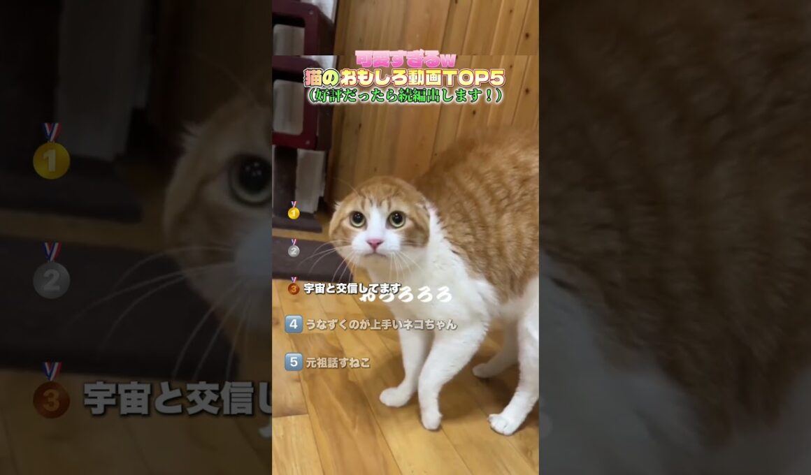 日本中でバズった猫ちゃんたち❗️#ペット #猫 #猫のいる暮らし #ねこ #ネコ