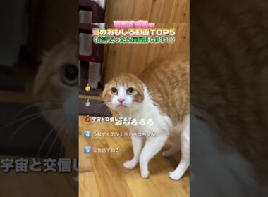 日本中でバズった猫ちゃんたち❗️#ペット #猫 #猫のいる暮らし #ねこ #ネコ