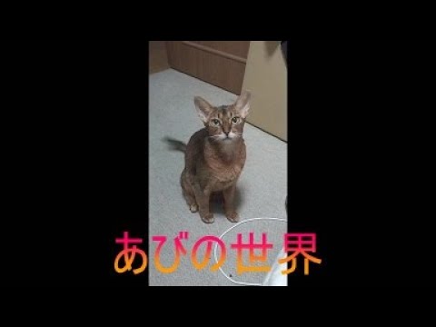 ネコ動画あび＃5403　あびの毎日　アビシニアン　あび