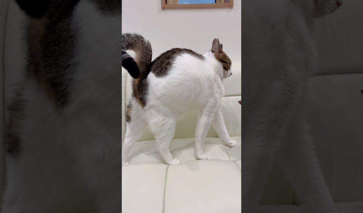 【保護猫】伸びる猫