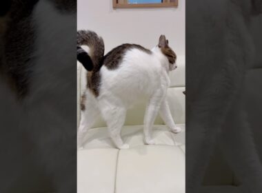 【保護猫】伸びる猫