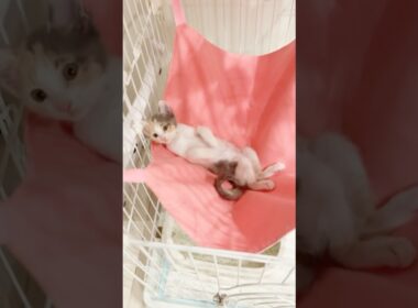 保護子猫ぴよ＆そらん89 #保護猫 #猫 #cat #kitten #子猫 #白猫