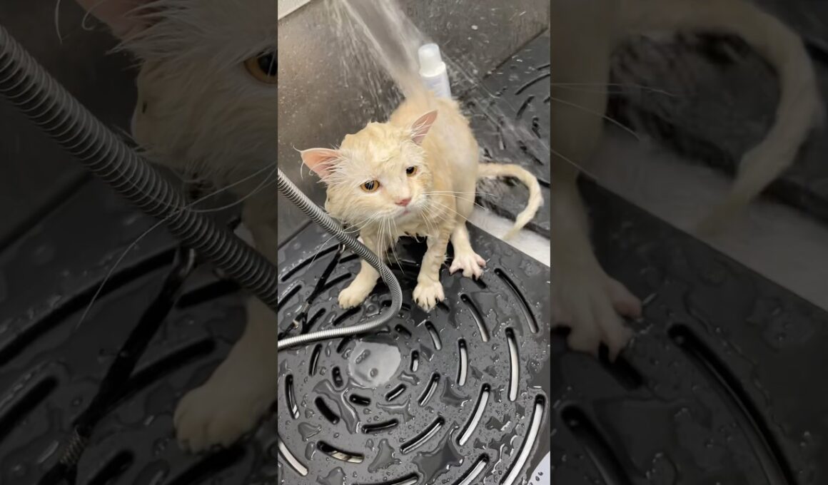 🐾Bombay Cat's-🥰😽🥰little CAT beautiful and water✔️ #cute #cat #catworld #viralshort #subscribe