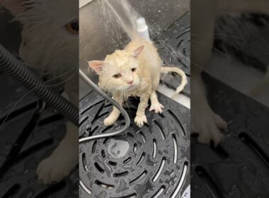 🐾Bombay Cat's-🥰😽🥰little CAT beautiful and water✔️ #cute #cat #catworld #viralshort #subscribe