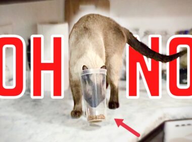 Cat has Spectacular OH NO Moment #shorts