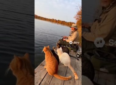 釣りをするおじさんと猫達/The Old Man Who Goes Fishing and the Cats