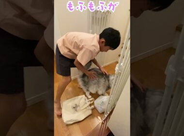 玄関で少年の帰りを待っていた大型猫の厳しい荷物チェック#メインクーン#shorts