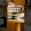 【衝撃】猫がタンスの上にいる本当の理由が判明！〇〇は安全地帯！？【猫の豆知識】