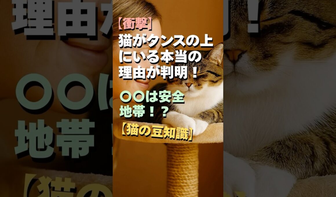 【衝撃】猫がタンスの上にいる本当の理由が判明!〇〇は安全地帯!?【猫の豆知識】